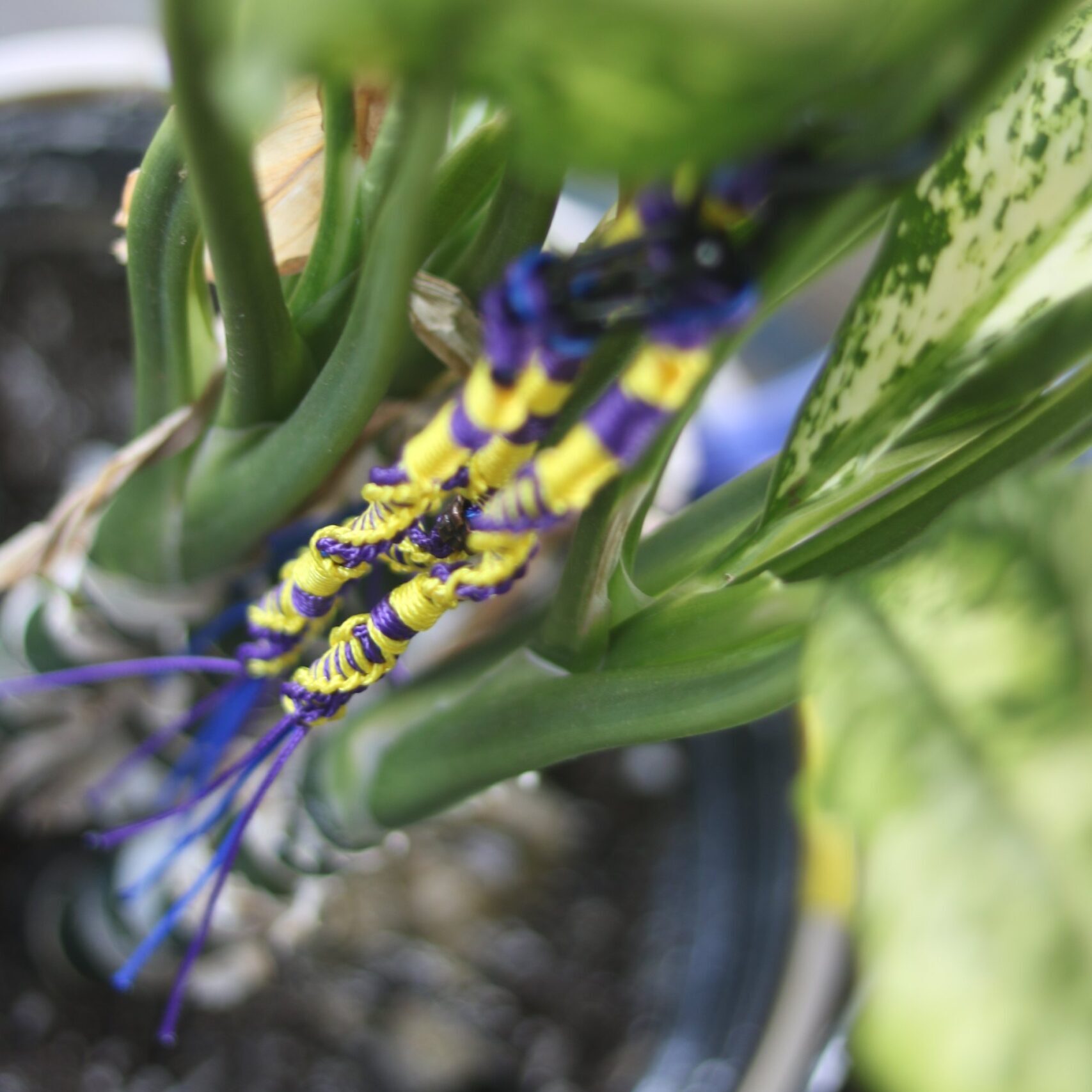 Purple & Yellow Tzitzits